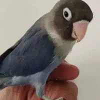 کوتوله فول دستی