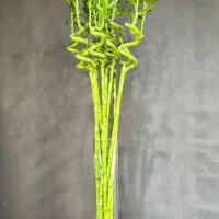 بامبو پیچ رایگان