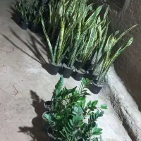 گل و گیاه طبیعی|گل و گیاه طبیعی|خرمشهر, |دیوار