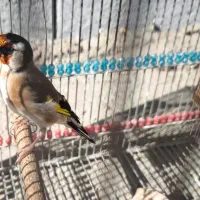 سهره نروماده کار داده عالی درجه یک روب بالا