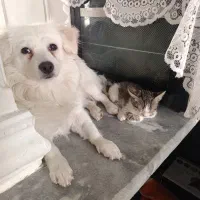 حیوانات خانگی زیبا(مراقبت نگهداری)|سگ|سبزوار, سیادتی|دیوار