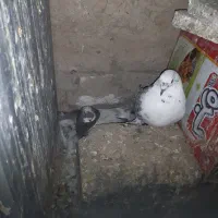 کبوتر