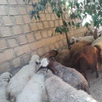 گوسفند بختیاری فروش فوری