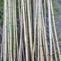 چوب بامبو از تولید به مصرف