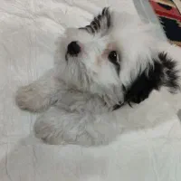 شیتزو واگذاری