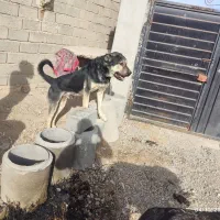 سگ سرابی|حیوانات|ملکان, |دیوار