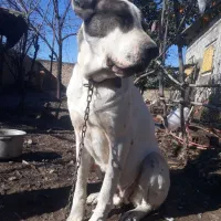 ماده آلابای اصیل.واگذاری|سگ|خان ببین, |دیوار