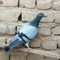 کبوتر|پرنده|بوئین زهرا, |دیوار