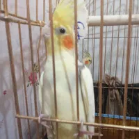 عروس هلندی|پرنده|قدس, شهرقدس|دیوار