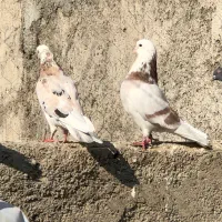 جوجه کبوتر|پرنده|هشتگرد, شهرک وحدت|دیوار