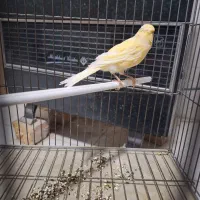 قناری ماده  آماده|پرنده|کاشان, فاز ۲ ناجی آباد|دیوار