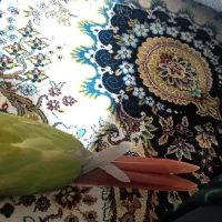 گرینچیک|پرنده|بندر کنگان, |دیوار