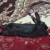 واگذاری خرگوش