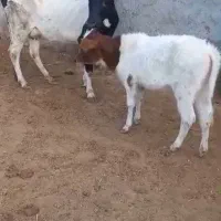 گاو و گوساله دورگ