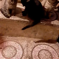 واگذاری گربه رایگان