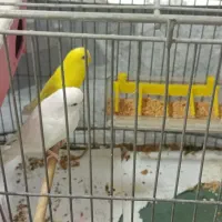 جفت مرغ عشق