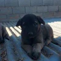 سرابی|سگ|اصفهان, سپاهانشهر|دیوار