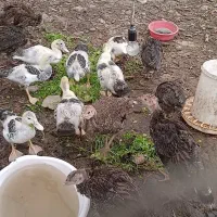 بوقلمون اردک اسرائیلی|حیوانات مزرعه|آستانه اشرفیه, |دیوار