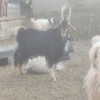 چپش خلج نارک