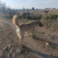 سگ ماده