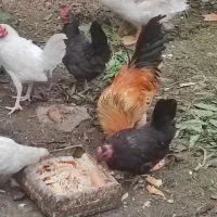 فروش تخم مرغ سیبرایت مینیاتوری نطفه دار|حیوانات مزرعه|ساری, |دیوار