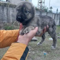 توله الابای