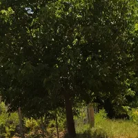 ویلا و باغ در چهار خروار|فروش خانه و ویلا|بجنورد, |دیوار