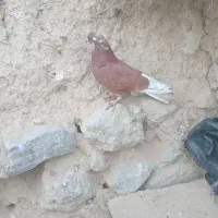 کبوترصید شده