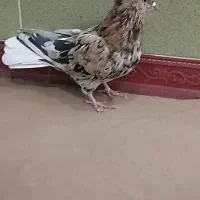 زرد هفت‌رنگ