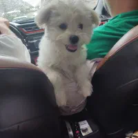 سگ گمشده|حیوانات|ورامین, شهرک فجر|دیوار