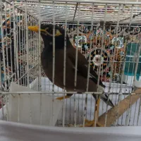مرغ مینا معاوضه با طوطی برزیلی