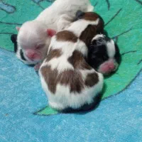 ۲عدد مولد شیتزو|سگ|دماوند, دماوند|دیوار