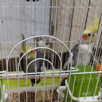 عروس هلندی سخنگو