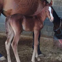 فروش اسب مادیون با کره