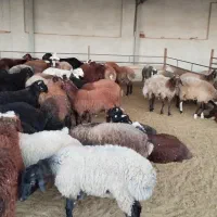 فروش میش وبره|حیوانات مزرعه|شاهدشهر, |دیوار