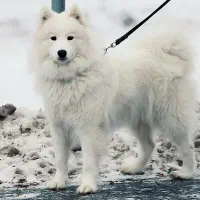 یه جفت سگ سامویید سفید گم شده در روستای تبت