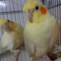 فروش فوری عروس هلندی بالغ