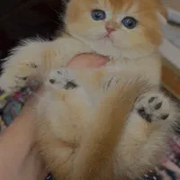 بچه گربه بسیار باکیفیت