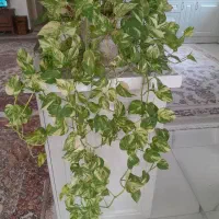 گل پتوس ارتشی