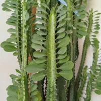 کاکتوس گل و گیاه طبیعی