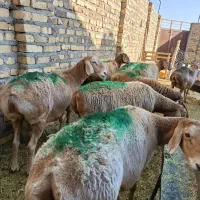 9راس میش عربی آوستن|حیوانات مزرعه|تایباد, |دیوار