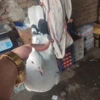 خال پیس پرشی