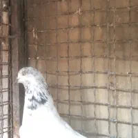 کبوتر قریب|پرنده|تهران, پاسداران|دیوار