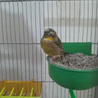 قناری گلستر