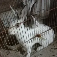 دو عدد خرگوش