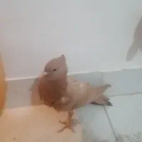 کفتر زرد کاکلی پاپر جوجه