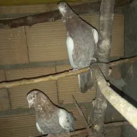 کفتر انگلیسی دهاتی پرشی|پرنده|کهریزک, |دیوار