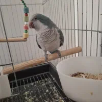 طوطی راهب، کواکر