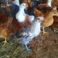 جوجه مرغ2ماهه گلپایگانی حراج واقعی دونه85|حیوانات مزرعه|شاهرود, |دیوار