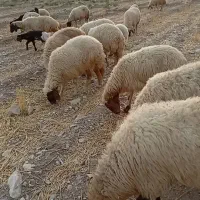گوسفند معاوضه با بز